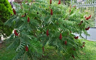 Rhus typhina 60–80 cm