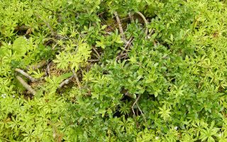 Salix arbuscula 60KM, K3