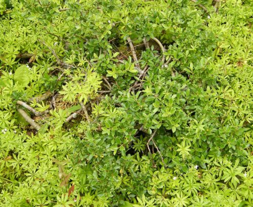 Salix arbuscula 60KM, K3 - Obrázek 1