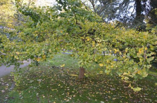 Ginkgo biloba Pendula 80 KM - Obrázek 1