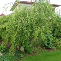 Betula pendula 'Youngii'