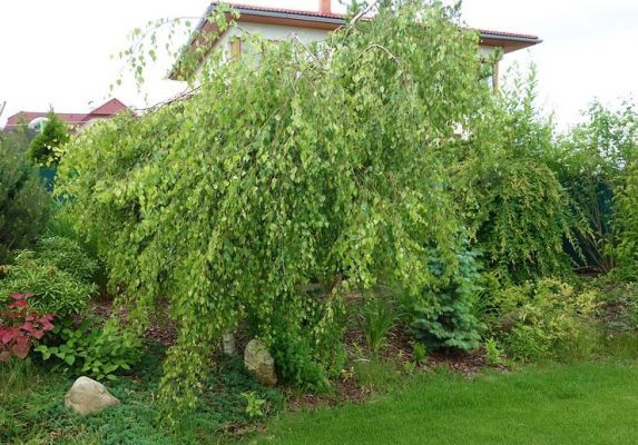 Betula pendula 'Youngii'