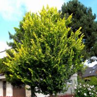 Ulmus x hollandica 'Wredei'