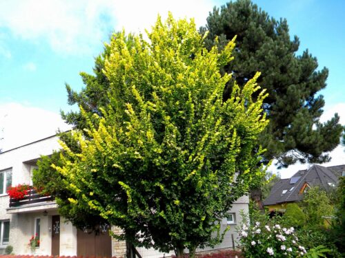 Ulmus x hollandica 'Wredei' - Obrázek 1