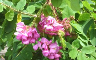Robinia hispida 2letá korunka, K10, KM 180