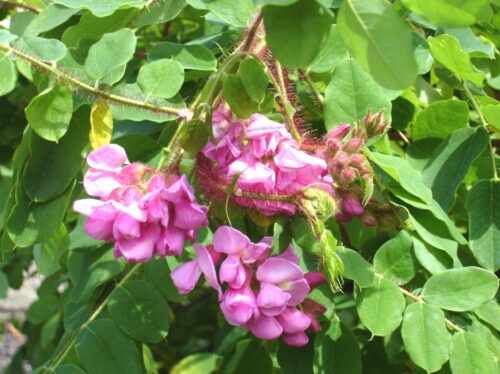 Robinia hispida 2letá korunka, K10, KM 180 - Obrázek 1