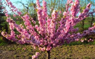 Prunus triloba 60–80, ko7l – Mandloň trojlaločná