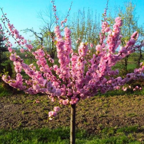Prunus triloba 60–80, ko7l – Mandloň trojlaločná - Image 1