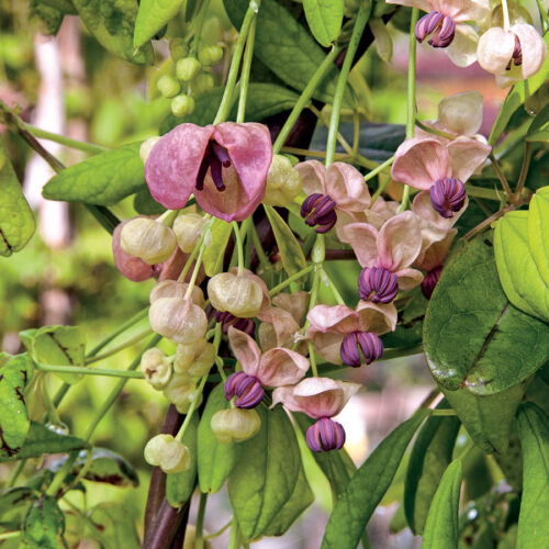Akebia quinata 'Silberbells', 40+ - Obrázek 1
