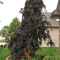 Fagus sylvatica 'Purple Fountain'