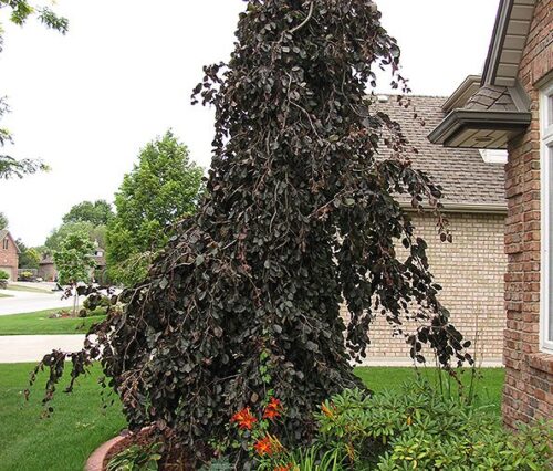 Fagus sylvatica 'Purple Fountain' - Obrázek 1