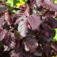 Corylus avellana 'Red Majestic'®