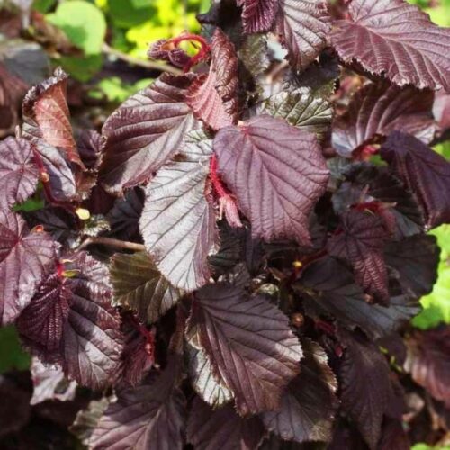 Corylus avellana 'Red Majestic'® - Obrázek 1