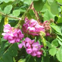Robinia hispida 180KM