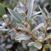 Salix helvetica 60KM K3