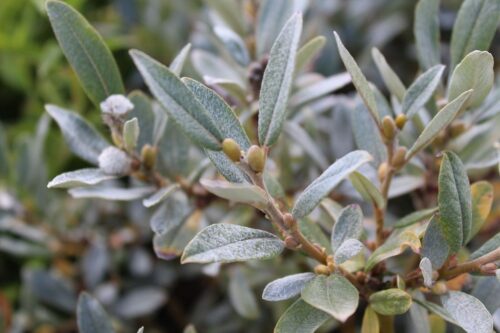 Salix helvetica 60KM K3 - Obrázek 1