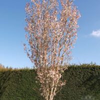 Prunus hillieri Spire km80 Spire km80