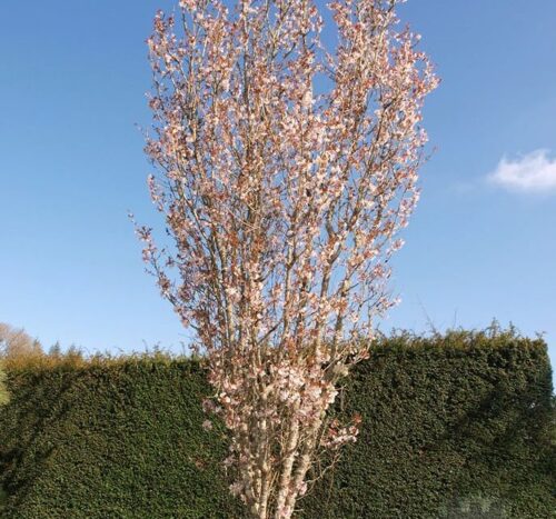 Prunus hillieri Spire km80 Spire km80 - Image 1