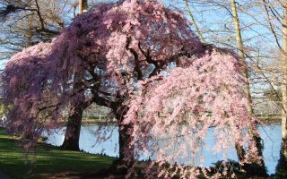 Prunus subh. Pendula 130KM