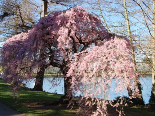 Prunus subh. Pendula 130KM - Obrázek 1