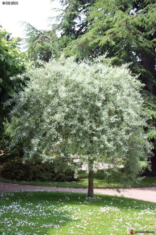 Pyrus salicifolia Pendula 150 KM, K, Hrušeň vrbolistá - Obrázek 1
