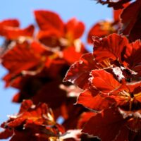 Fagus sylvatica 'Dawyck Purple'