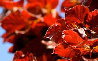 Fagus sylvatica 'Dawyck Purple'