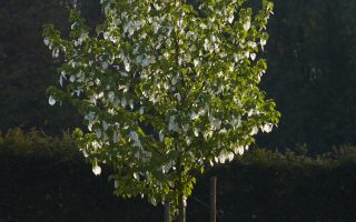 Davidia involucrata