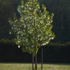 Davidia involucrata - Kontejner 5 l, v. 60-80 cm