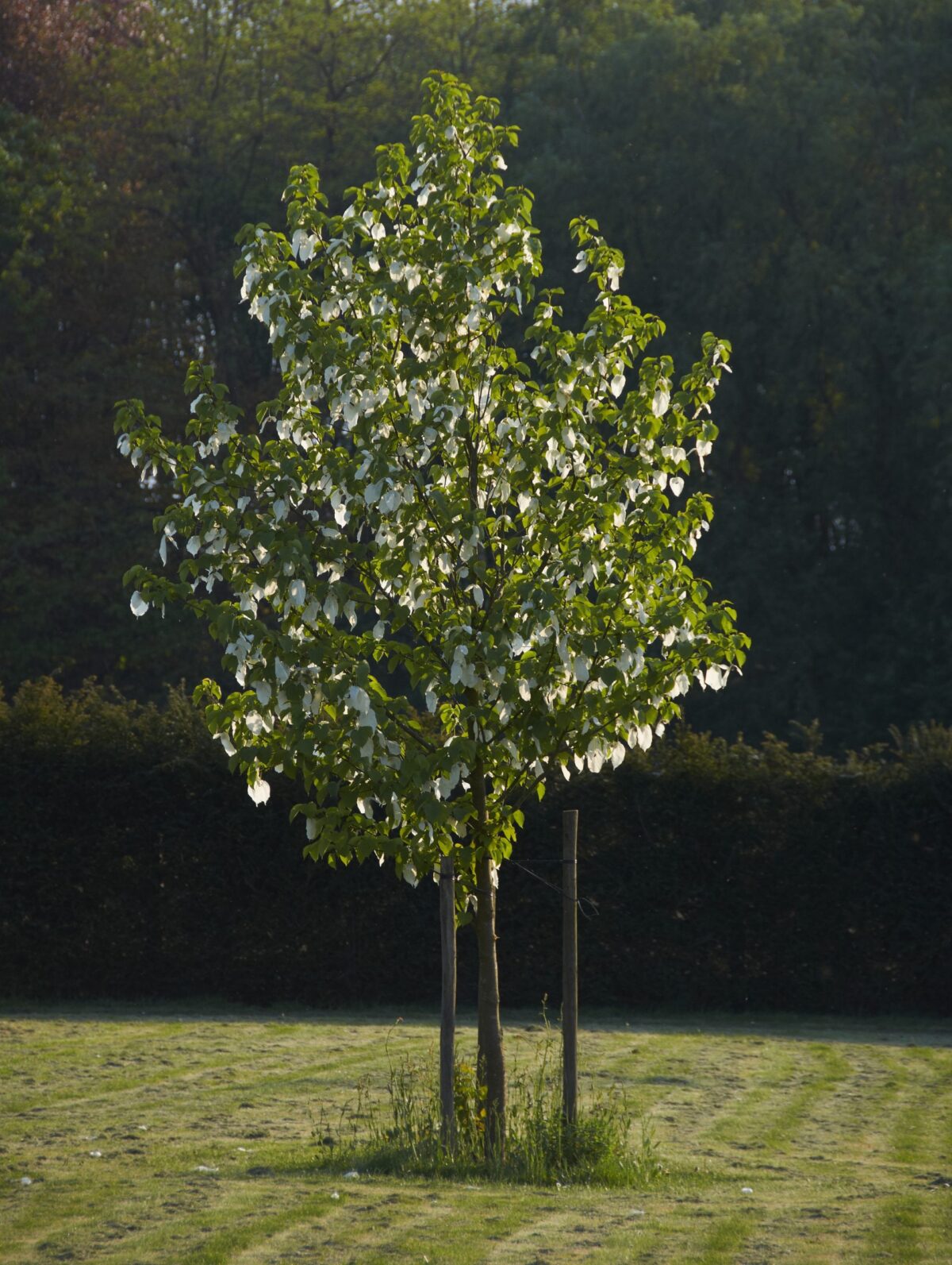 Davidia involucrata - Image 1