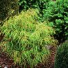 Fagus sylvatica 'Mercedes' - Strom - kontejner 12 l, v. kmínku 45 cm