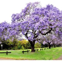 Paulownia tomentosa 60–80 cm