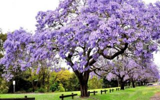 Paulownia tomentosa 60–80 cm