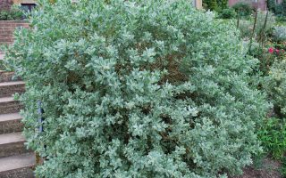 Salix helvetica 30KM, P12