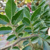 Ulmus parvifolia ´Geisha´ Jilm, 40–60, K4