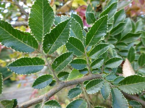 Ulmus parvifolia ´Geisha´ Jilm, 40–60, K4 - Obrázek 1