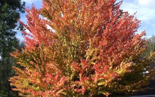 Acer palmatum 'Tamuke Yama'