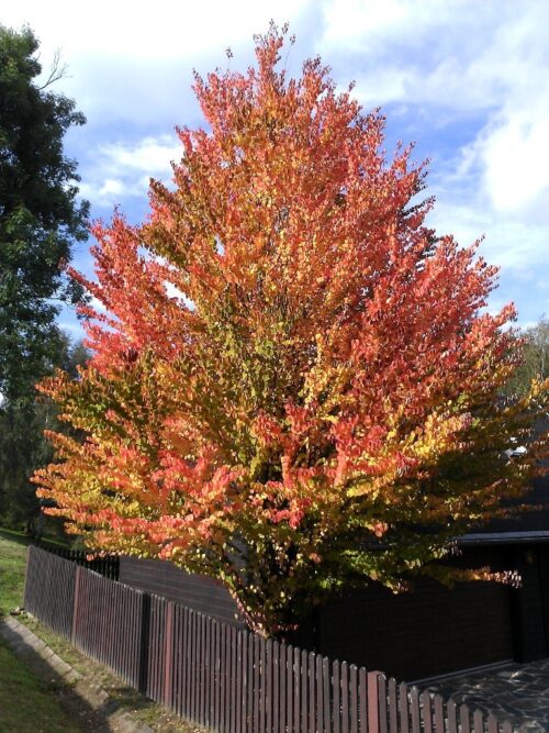 Acer palmatum 'Tamuke Yama' - Obrázek 1