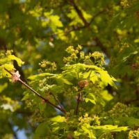 Acer campestre 'Elsrijk' 200–250 K