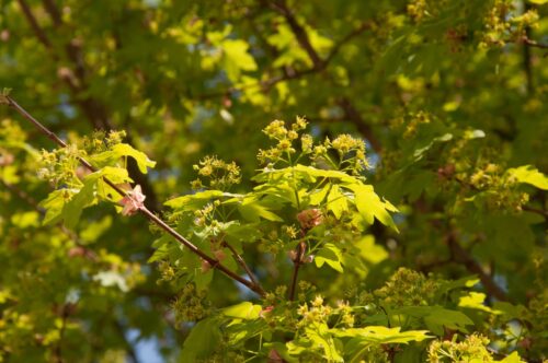 Acer campestre 'Elsrijk' 200–250 K - Image 1