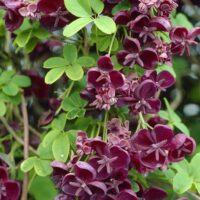 Akebia quinata
