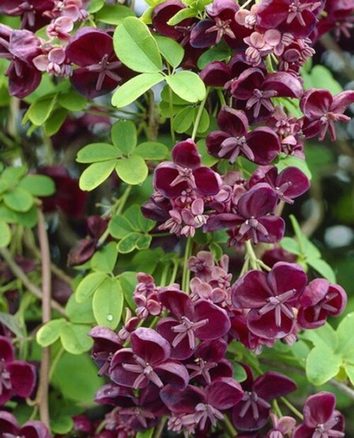 Akebia quinata - Image 1