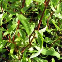 Salix erythroflexuosa 30–40 K2,5