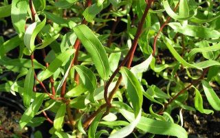 Salix erythroflexuosa 30–40 K2,5