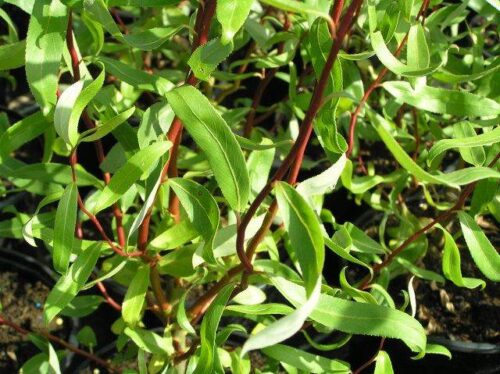 Salix erythroflexuosa 30–40 K2,5 - Obrázek 1
