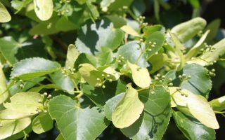 Tilia cordata 'Rancho' 175–200