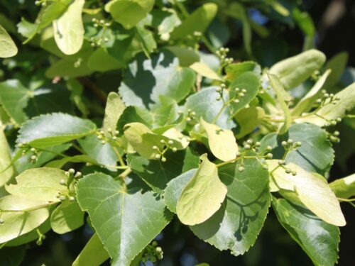 Tilia cordata 'Rancho' 175–200 - Obrázek 1