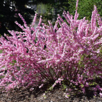 Prunus triloba KM120 K10, 2letá korunka