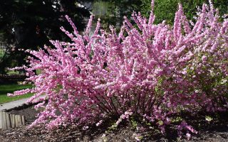 Prunus triloba KM120 K10, 2letá korunka