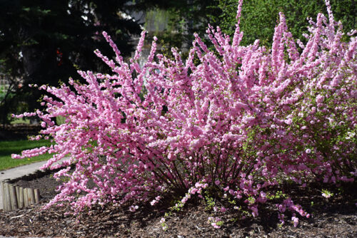 Prunus triloba KM120 K10, 2letá korunka - Obrázek 1